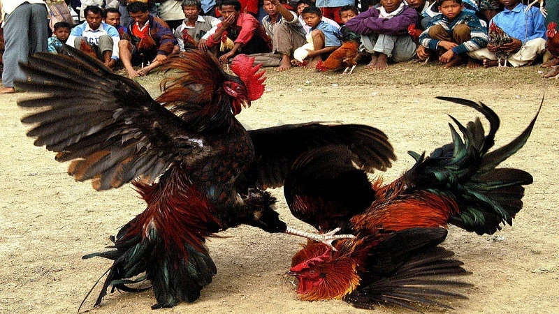Đá gà nòi là một trong những hình thức đá gà ăn tiền phổ biến nhất