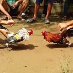 Đá gà cựa sắt