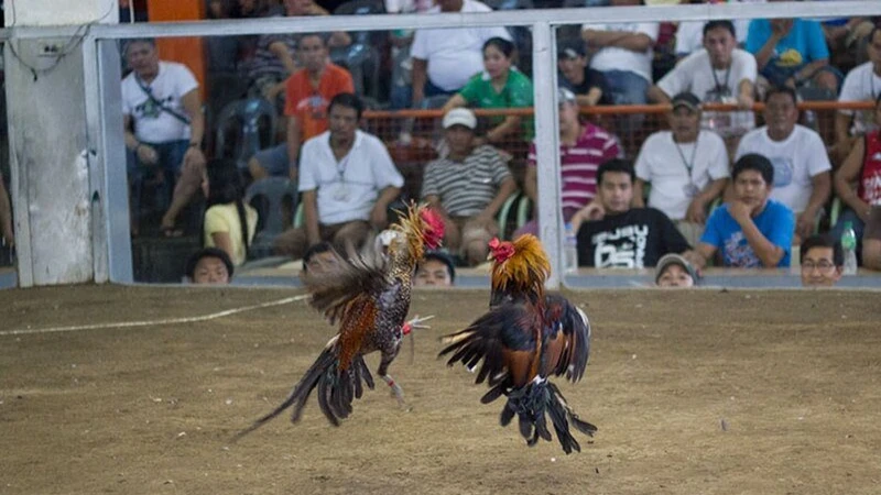 Đá gà Thomo nổi tiếng là một trường đá gà uy tín hàng đầu tại châu Á