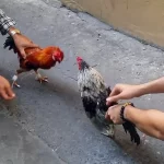 Thuật ngữ đá gà